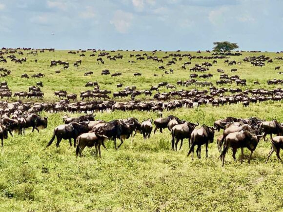 Safari